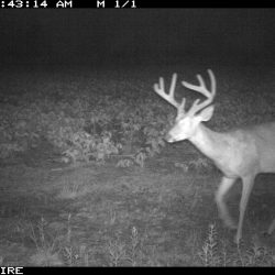 Trail Cams - Xtreme Hunts