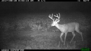 Trail Cams - Xtreme Hunts