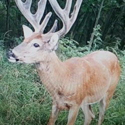 Kansas Velvet Bucks