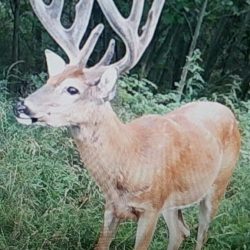 Kansas Velvet Bucks