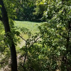 Ladder stand view on a Turnip food plot