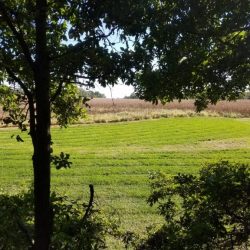 Loc-on stand view on a clover food plot cedar thicket behind stand and a corn field in front of stand