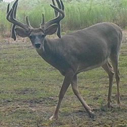 The Elusive Illinois Drop Tine Buck